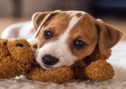 Los primeros meses de tu cachorro: observar, comprender y conectar