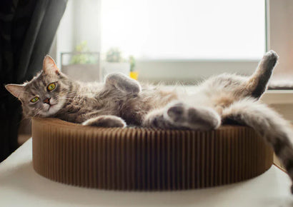 ¿Qué Comen Naturalmente los Gatos? 3 Formas de Alimentarlos con Comida Natural