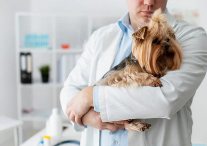 Superalimentos en tu cocina: 15 premios saludables para perros