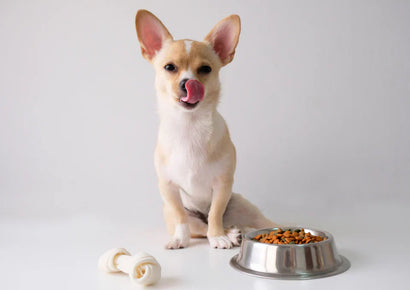 🐶 Vitamina B12 en Perros: ¿Por Qué Es Tan Importante?