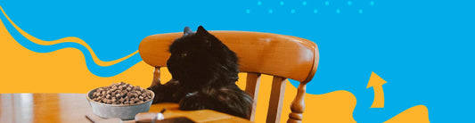 Gatos todo