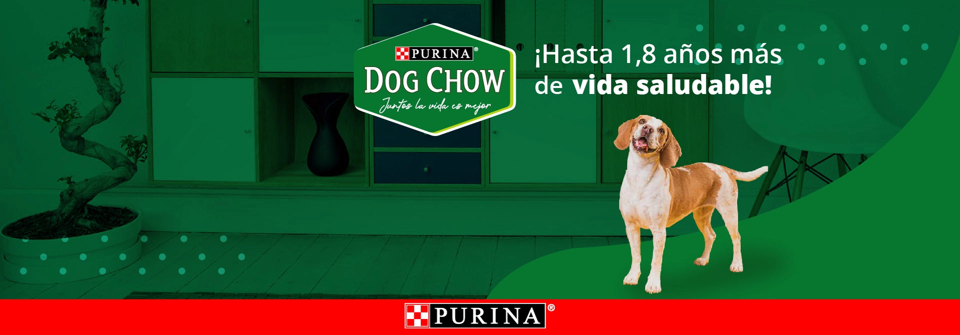 Nuestro servicio de cuidado de mascotas a domicilio